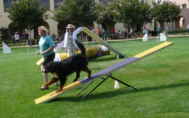 dog agility course